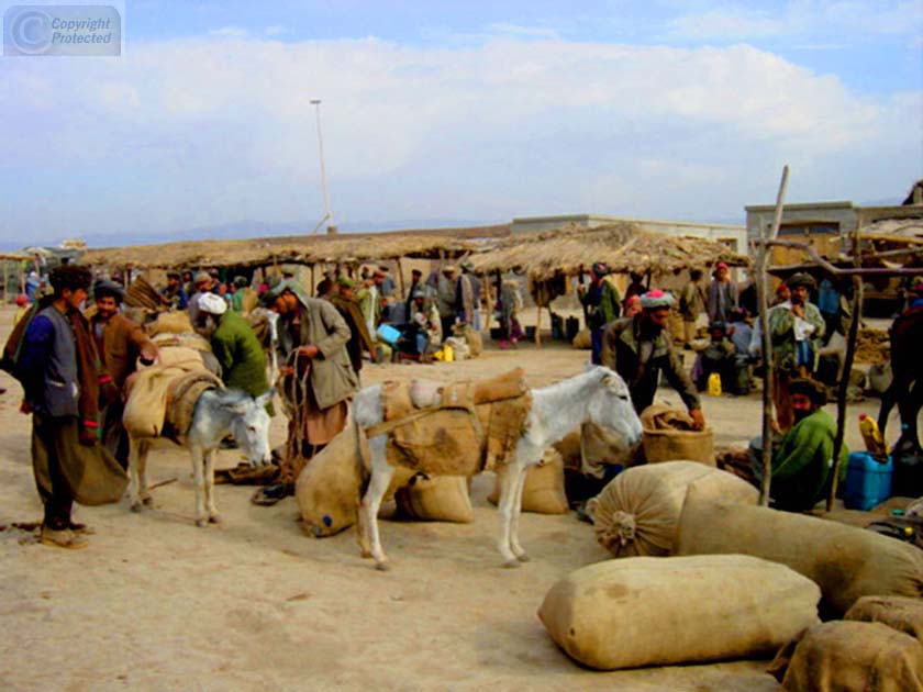 Donkey in Market